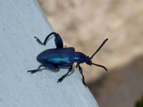 Sagra femorata